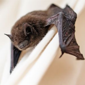 Bat