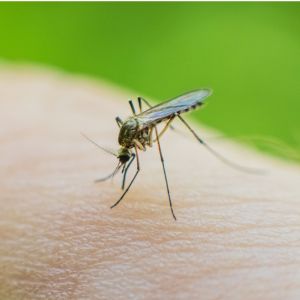 Mosquito